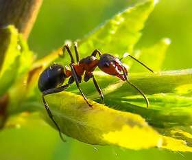 Pest Control Manly West