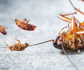 Pest Control North Fremantle