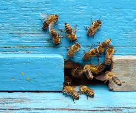 Pest Control North Fremantle