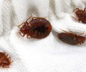 Pest Control North Fremantle