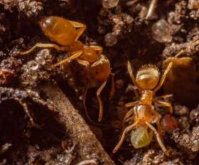 Pest Control North Fremantle