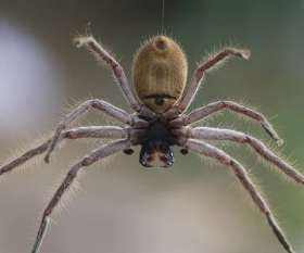 Pest Control Bondi Junction