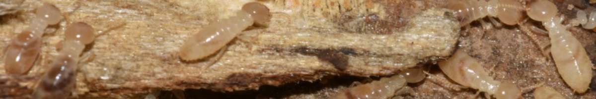 Pest Control Glenelg Banner