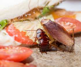 Pest Control Glenelg