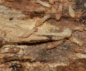 Pest Control Glenelg