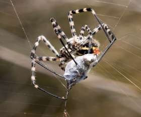 Pest Control Glenelg