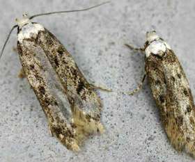 Pest Control Glenelg