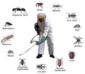 Pest Control Wembley