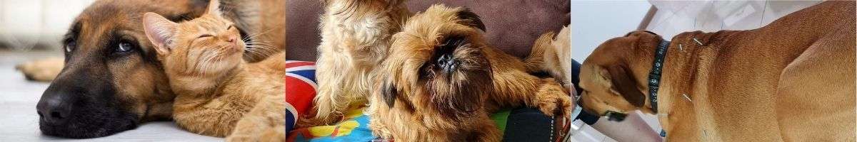 Calming Critters K9 Therapy Banner