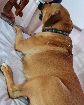 Calming Critters K9 Therapy