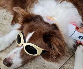 Calming Critters K9 Therapy