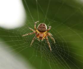 Pest Control Buderim