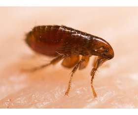 Pest Control Buderim