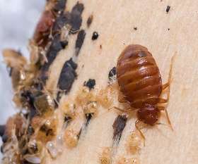 Pest Control Buderim