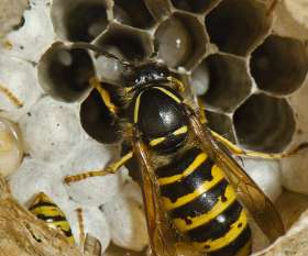 Pest Control West Beach