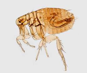 Pest Control West Beach