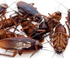 Pest Control West Beach