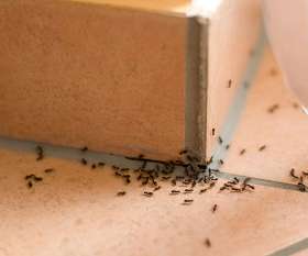 Pest Control West Beach