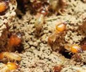 Pest Control East Fremantle
