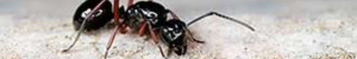 Pest Control Kingston Banner