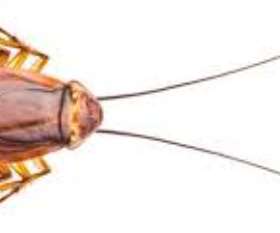 Pest Control Belconnen