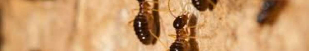 Pest Control Braddon Banner