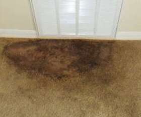 Carpet Cleaning Braddon