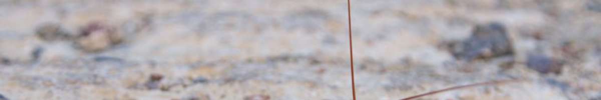 Pest Control Glenelg Banner