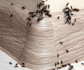 Pest Control Glenelg