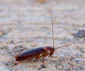 Pest Control Glenelg