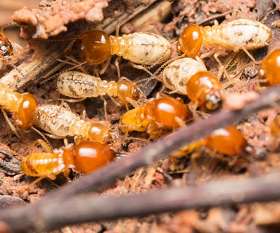 Pest Control Morphett Vale