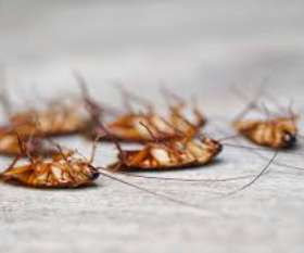 Pest Control Morphett Vale