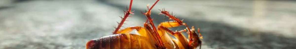 Pest Control West Beach Banner