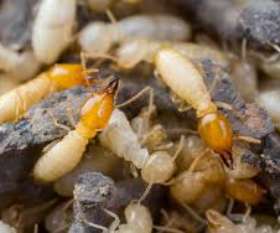 Pest Control West Beach