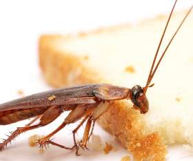 Pest Control West Beach