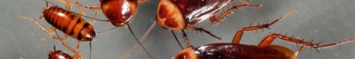 Pest Control Neutral Bay Banner