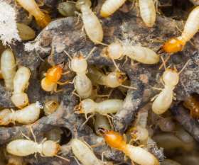 Pest Control Neutral Bay