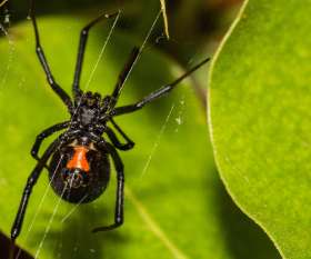 Pest Control Neutral Bay