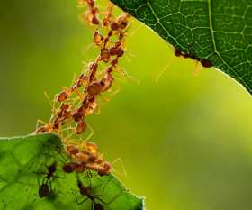 Pest Control Neutral Bay