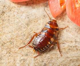 Pest Control Happy Valley