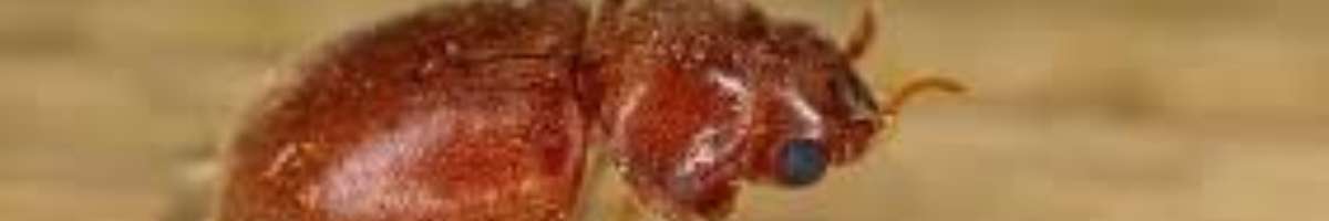 Pest Control Holt Banner