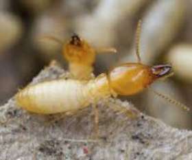 Pest Control Holder
