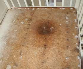 Carpet Cleaning Magill