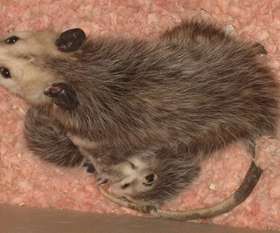 Pest Control Florey