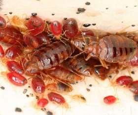 Pest Control Florey