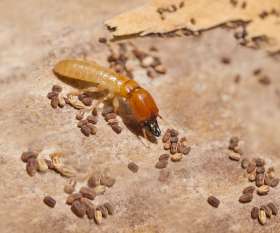 Pest Control Amaroo