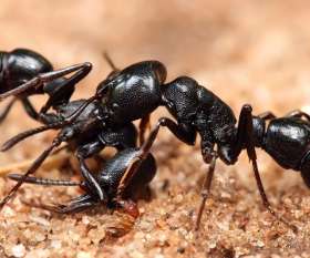 Pest Control Amaroo