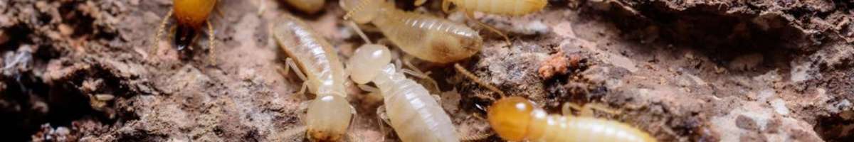 Pest Control Ainslie Banner