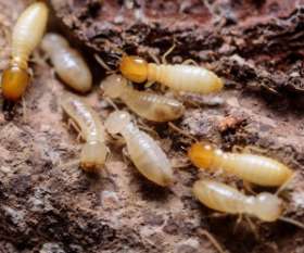 Pest Control Ainslie