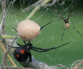 Pest Control Ainslie